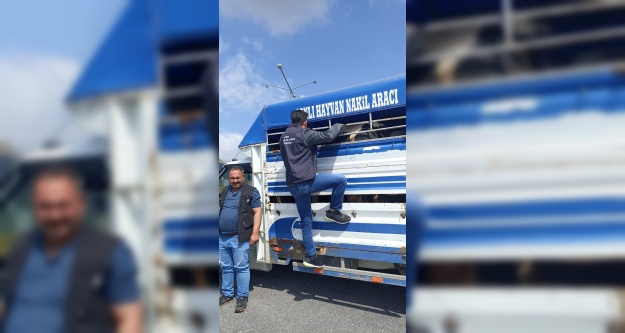 Kurban Bayramı Öncesi Hayvan Hareketliliğine Sıkı Denetim