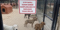 Hayvan barınağı  yasaklı köpek ırkları ile doldu