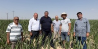 Gürer: “Mısırda ithalat üretimin yolunu kesiyor”