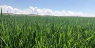 Tarım müdürlüğü buğday üreticilerini uyardı