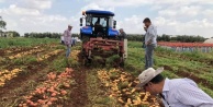 Niğde Patates Araştırma Enstitüsü