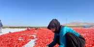 Kurutulan domatesler, Avrupa ülkeleri ihraç ediliyor