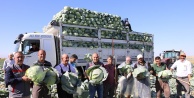 Niğde'de 130 bin ton lahana rekoltesi bekleniyor