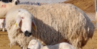 Demirkol'dan damızlık koyun ve keçi yetiştiricilerine uyarı