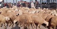 Bayrama az kaldı, Kurbanlıklar pazara indi