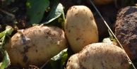 Turfanda patates hasadına başlanıldı