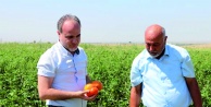 Niğde'de 950 dönüm atıl arazi üretime kazandırıldı