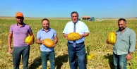 Üreteci ve tüketici zorda, aracıların işi tıkırında
