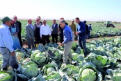 Vali Çelik lahana hasadına katıldı
